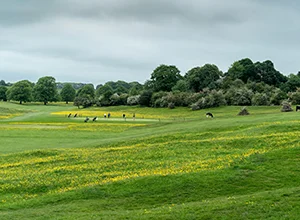 Beverley Park & Nearby Green Spaces