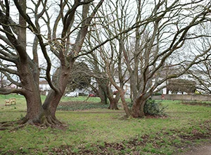 Wimbledon Common & Richmond Park